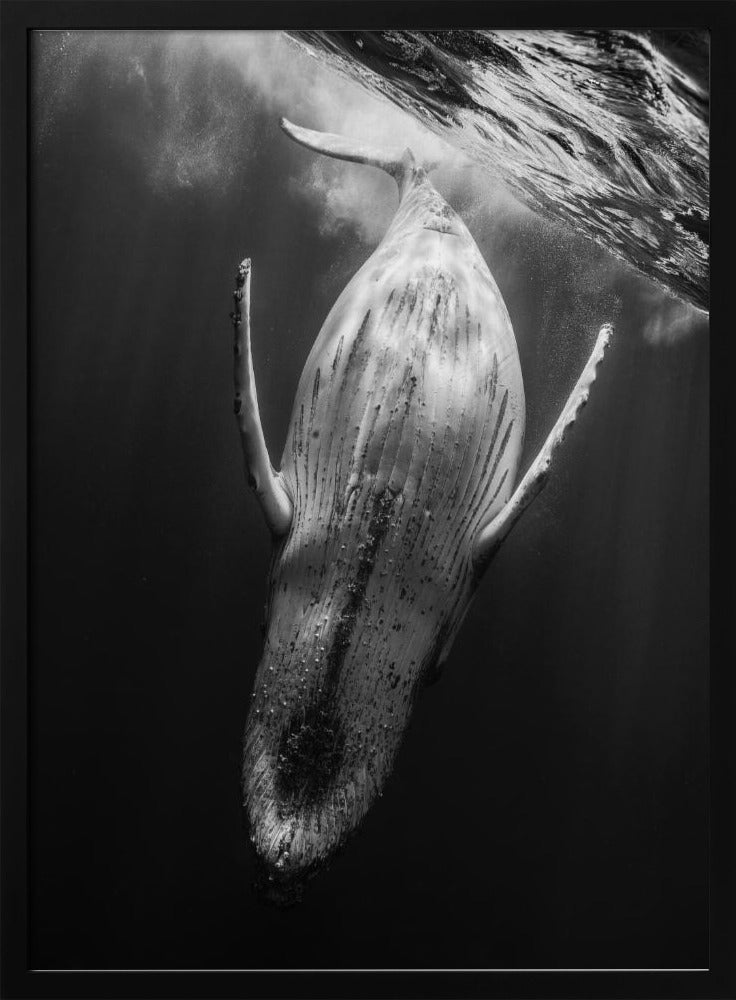 Black & Whale Poster